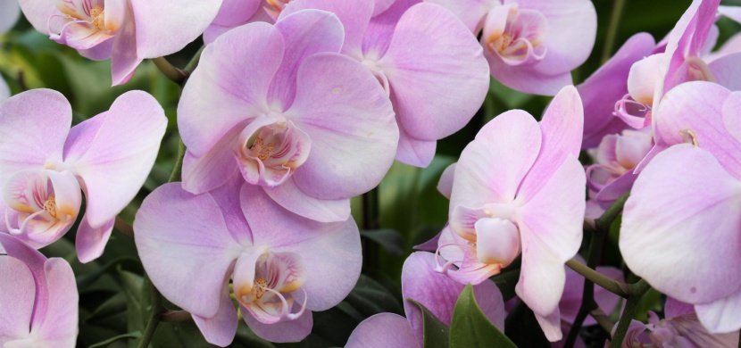Odkvetla vám orchidej? Vyzkoušejte jednoduchý trik, díky kterému se květy znovu objeví
