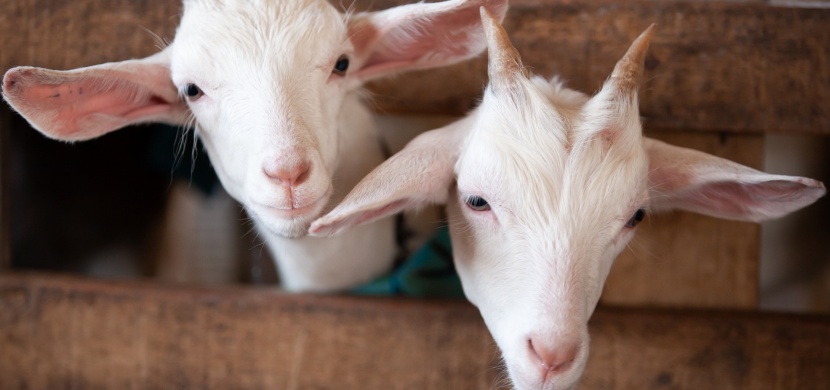 Koza porodila mládě s lidským obličejem: Způsobil to styk farmáře s kozou?