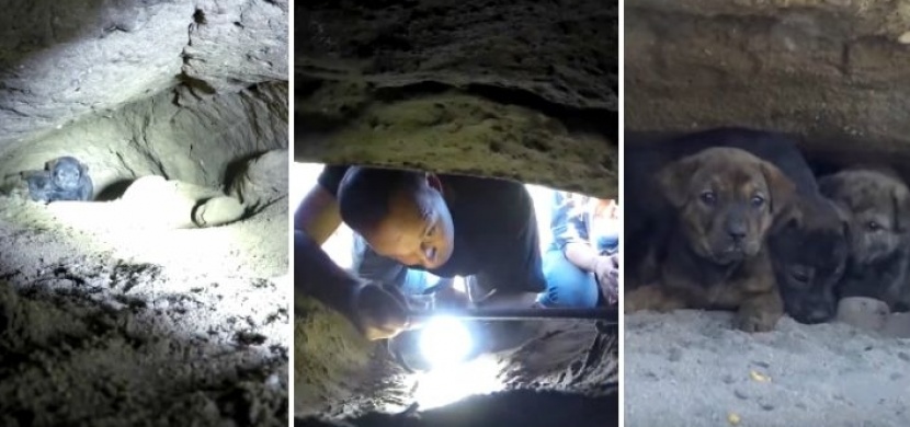 Záchranáři vysvobodili z podzemí 6 malých štěňátek: Video, které při záchranné akci natočili, vás chytne za srdce