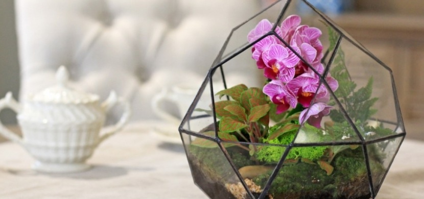 Znáte orchidejové kompozice? Smíšená výsadba orchidejí spolu s dalšími rostlinami oživí vaši domácnost