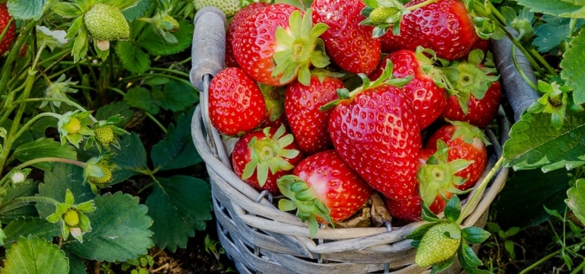 Známe nejlepší přírodní hnojivo na jahody: Vsaďte na kopřivy, chemie proti nim nemá šanci