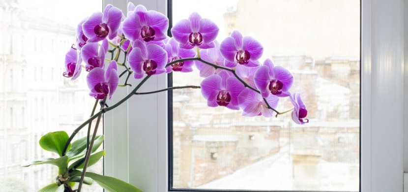 Nekvete vám orchidej? Tři stroužky česneku ji donutí opět vykvést