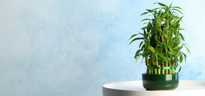 Pořiďte si tyto pokojové rostliny: Do vašeho domova vnesou zdraví, bohatství a štěstí
