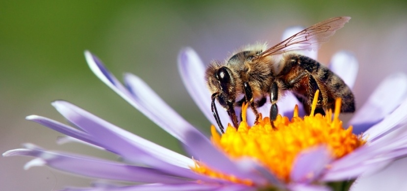 Vyčerpaným včelám můžete pomoci i vy. Nechte jim na zahradě či balkóně lžičku s cukrem
