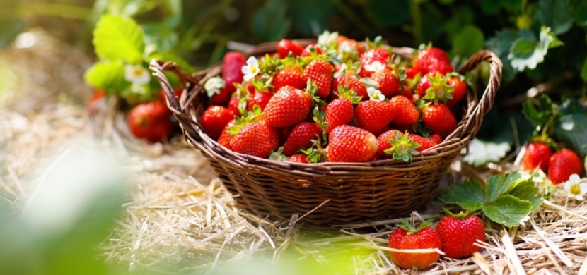 Hnojení jahod: Kdy a čím hnojit, abyste měli bohatou sklizeň
