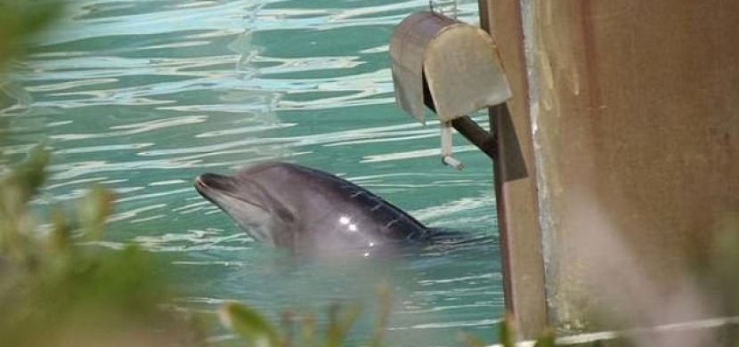 Zemřel nejznámější opuštěný delfín. V uzavřeném aquaparku žil sám dva roky