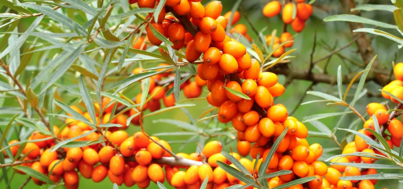 Kdy a jak sklízet rakytník řešetlákový: Oranžové plody nadupané vitaminy zrají v září, jejich sklizeň usnadní mrazák