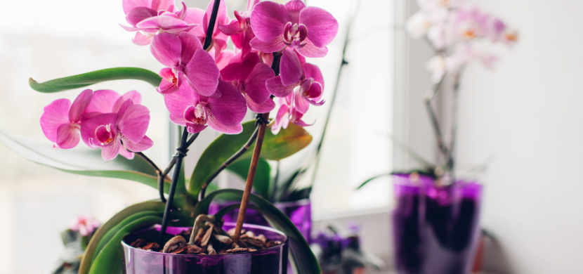 Orchidej ovlivňuje energii a pozná rodinnou krizi. Dejte si pozor, kde ji doma umístíte a jakou bude mít barvu