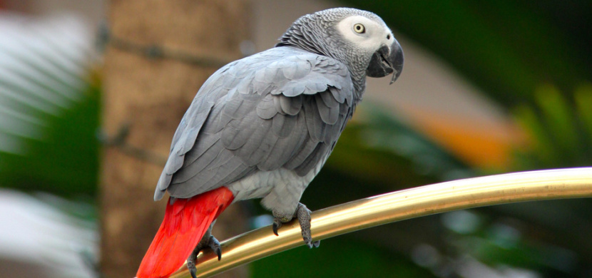 Papoušci žako nadávali v britské zoo sprostě návštěvníkům. Nyní jsou v izolaci, kde se odnaučují vulgaritám