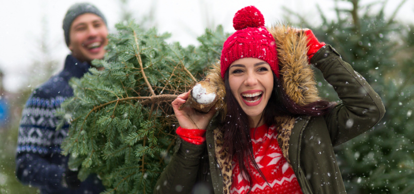 Jak vybrat vánoční stromeček, který vám doma rychle neopadá: Stromek kupujte venku a zaměřte se na stav jeho jehličí