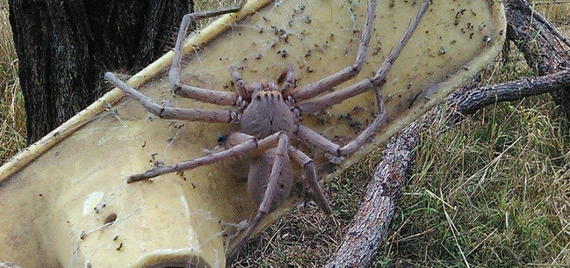 Je tohle největší pavouk na světě? Z tohoto obra budete mít špatné spaní!
