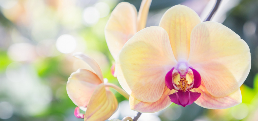 Odkvetla vám orchidej? Vyzkoušejte jednoduchý trik, díky kterému se květy znovu objeví