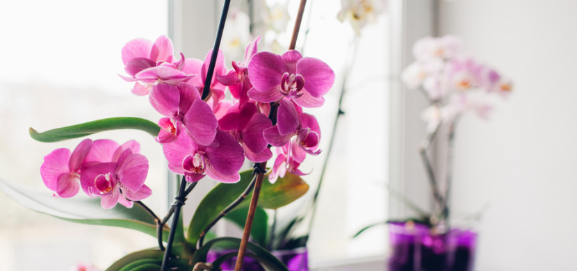 Nejlepší domácí hnojivo na orchideje: Vyzkoušejte rýžovou vodu, banánové slupky nebo brambory