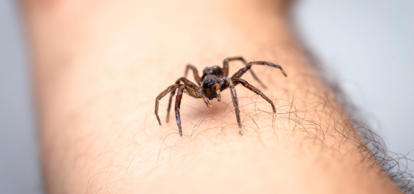 Bojíte se pavouků? Zbavte se své fobie díky jednoduchému triku
