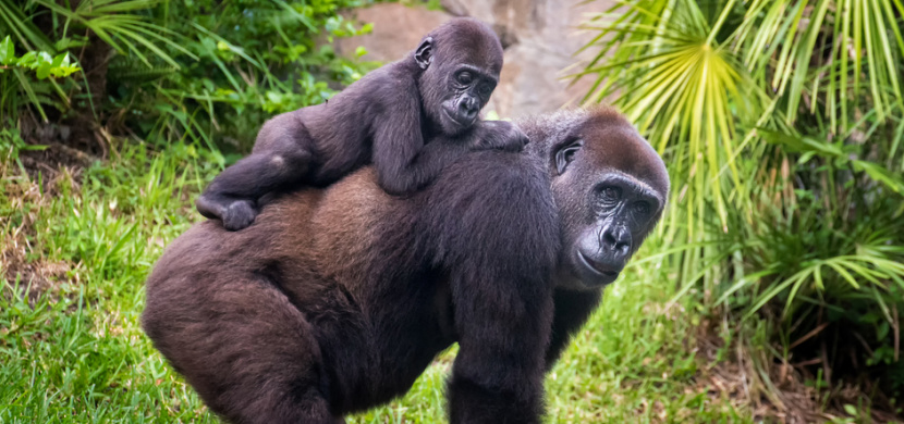 Žena ukázala samici gorily nížinné své 5týdenní miminko. Gorila Kiki z bostonské zoo zareagovala přímo fantasticky