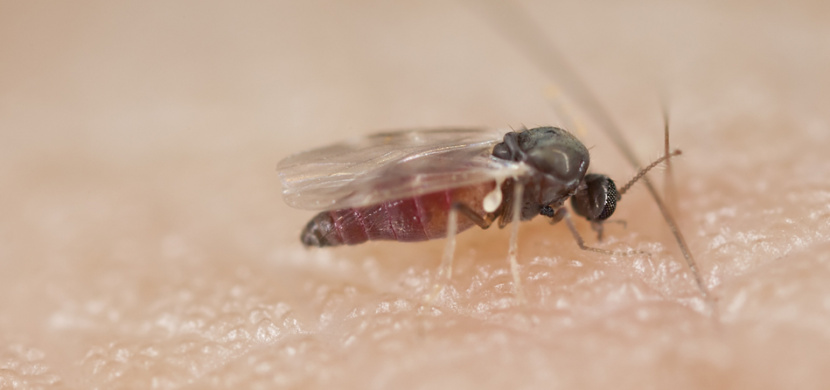 Bodnutí hmyzem v létě: Dejte si pozor na muchničky, jejich štípnutí pořádně bolí a svědí