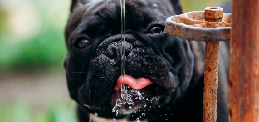 I obyčejná voda dokáže zabít vašeho psa. Na tohle by měl brát zřetel každý majitel