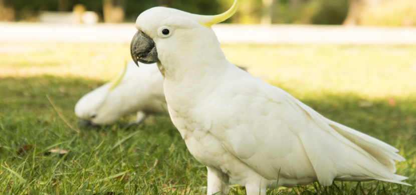 Australští papoušci kakadu se v Sydney naučili otevírat popelnice. Video ukazuje, jak jsou šikovní