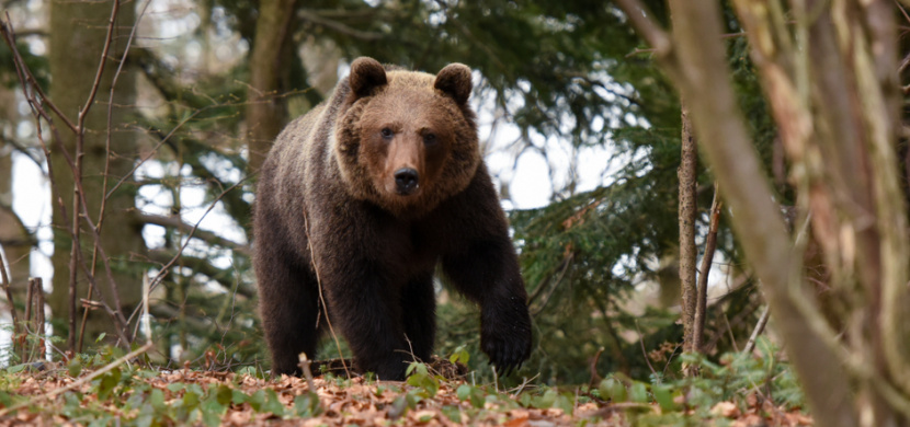 Další útok medvěda na Slovensku: 58letou ženu zvíře napadlo přímo v ovocném sadu
