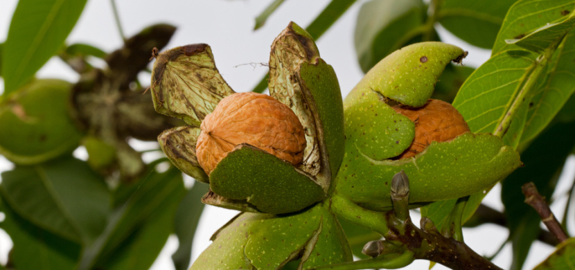 Vlašské ořechy a jejich sklizeň: Kdy dozrávají, jak je sklízet, jak očistit a jak sušit