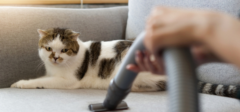 Jak na kočičí chlupy v bytě? Zbavte se jich díky několika trikům