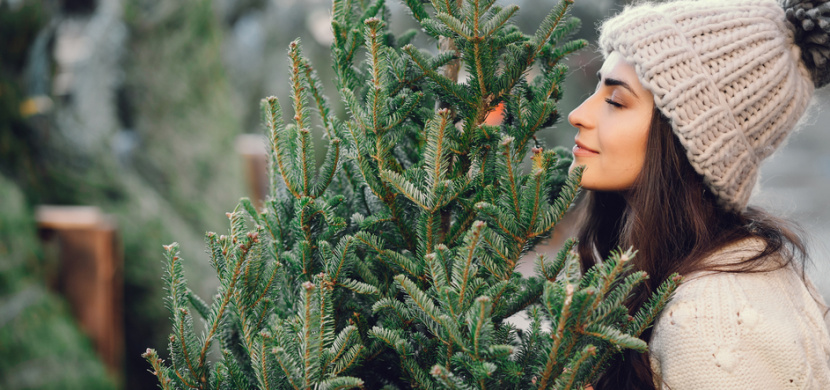Živý vánoční stromek si zaslouží speciální péči: Jak se o něj starat, aby dlouho vydržel?