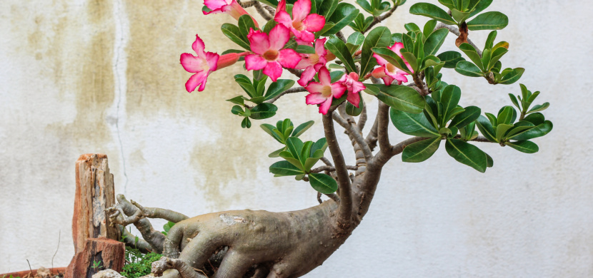 Pěstování pouštní růže: Tato sukulentní pokojová rostlina milující teplo a sucho vás potěší krásnými květy i v zimě
