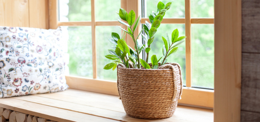 Pokojové rostliny, které vám v novém roce přinesou peníze a štěstí: Pěstujte tlustici, zamioculcas, domácí štěstí a lucky bamboo