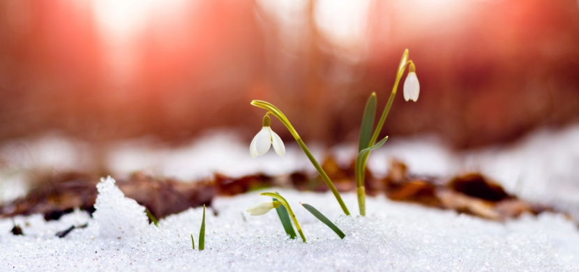 Pranostiky na Hromnice 2. února a na svatého Blažeje 3. února předpoví, jaké bude počasí, úroda a zda budete zdraví