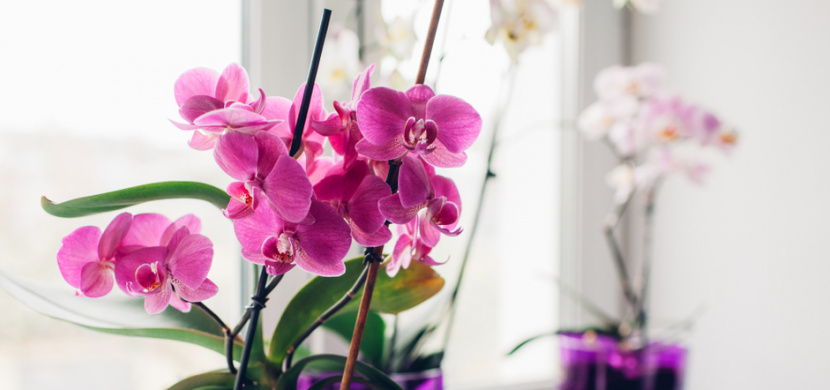 Jak správně zalévat orchidej? Zálivka této oblíbené pokojovky má svá pravidla