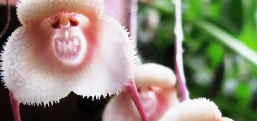 Opičí orchidej je unikát z Jižní Ameriky. Její květy se podobají tváři paviána