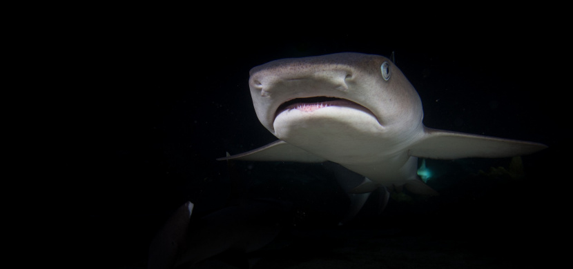 Útok žraloka v Austrálii 2022: Plavce na místě roztrhal velký bílý žralok, z hororové události existuje video