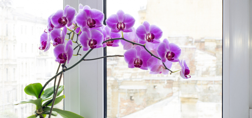Kam umístit orchidej, aby kvetla: Držte se hned několika pravidel