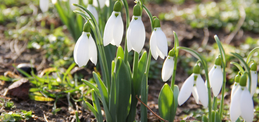 Kdy začíná jaro: Je první jarní den 20. března, nebo 21. března?