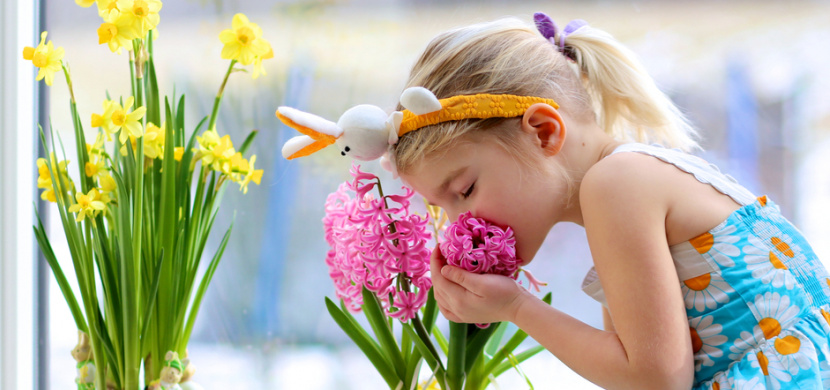 Hyacint jako kvetoucí jarní dekorace: Jak se o něj starat, aby byl stále krásný