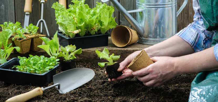 Tipy, jak kombinovat zeleninu na zahradě: Jaká zelenina se k sobě hodí a která se vedle sebe nesnese