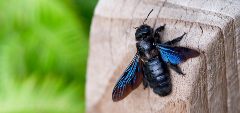 Drvodělka fialová: Velká včela, která vypadá nebezpečně, ale bát se jí nemusíte