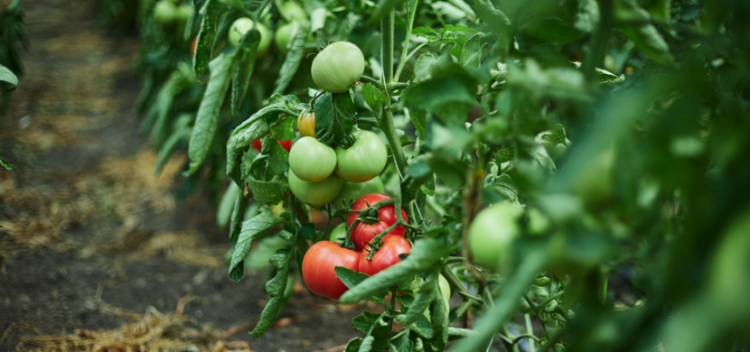 Proč se kroutí listy rajčat? Hned z několika důvodů