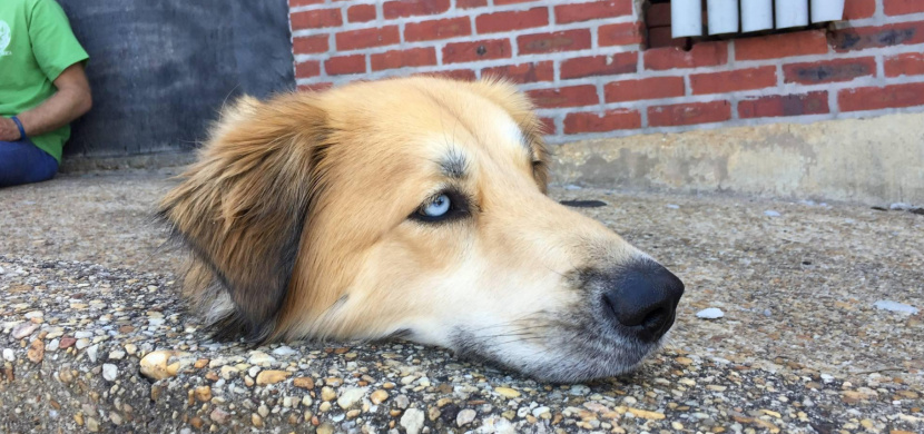 Bizarní optická iluze psí hlavy mate internet: Má pes na fotce opravdu useknutou hlavu?