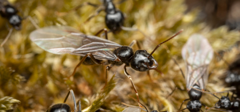 Létající mravenci: Kde se berou a jak na ně?