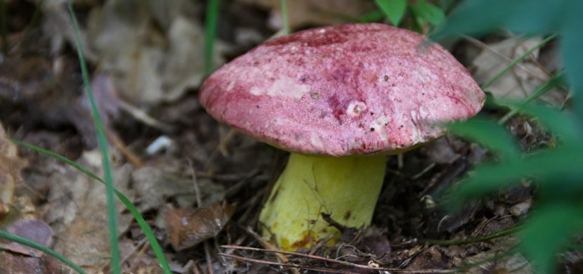 Chráněné houby: Pokuta až 100 tisíc Kč vám hrozí za utržení hřibu královského či Fechtnerova
