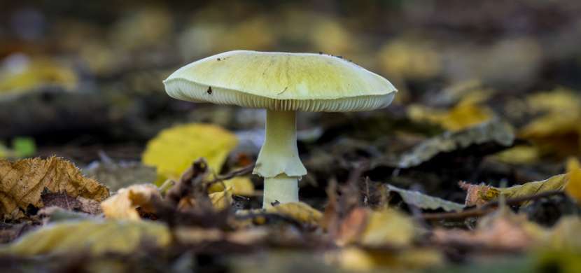 Nejjedovatější houba v ČR má přezdívku kalich smrti. V jakém množství je nebezpečná?
