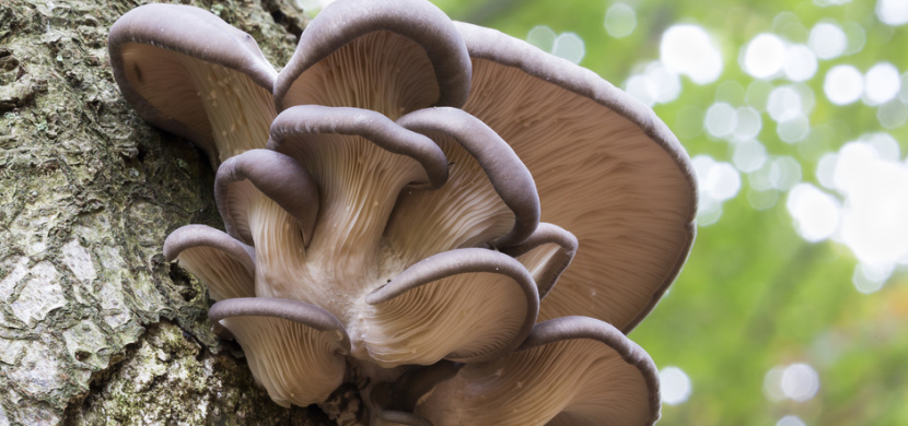 Jak poznat hlívu v lese: Vyplatí se to vědět, neboť tato zimní houba je zázrakem na imunitu