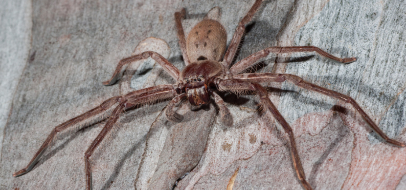 V Austrálii objevili nový druh obřího pavouka. Už na první pohled budí hrůzu