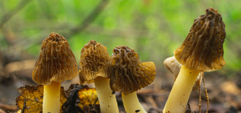 Kačenka česká patří k nejchutnějším jarním houbám. Už roste