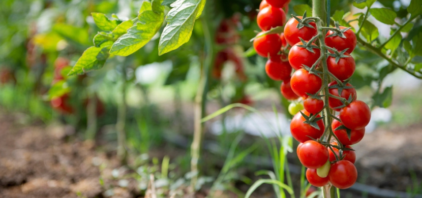 Co pěstovat vedle rajčat? Dejte si pozor na plodiny, se kterými se rajčata špatně snáší