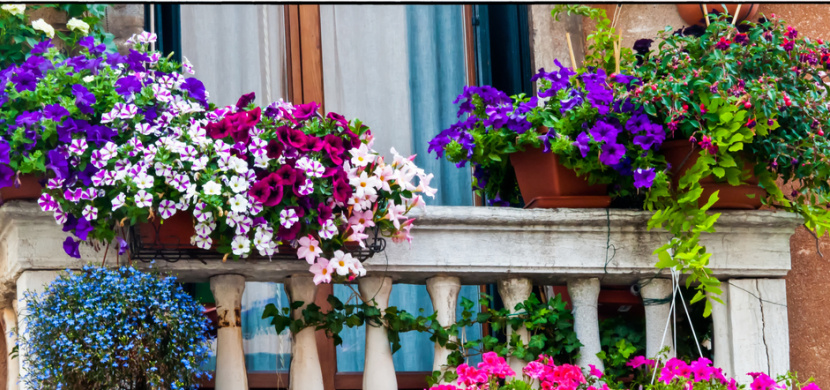 Tipy na nejkrásnější balkonové květiny: Udělají větší parádu než muškáty