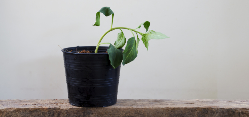 Jak oživit zvadlé a přelité rostliny? Vyzkoušejte tyto jednoduché rady