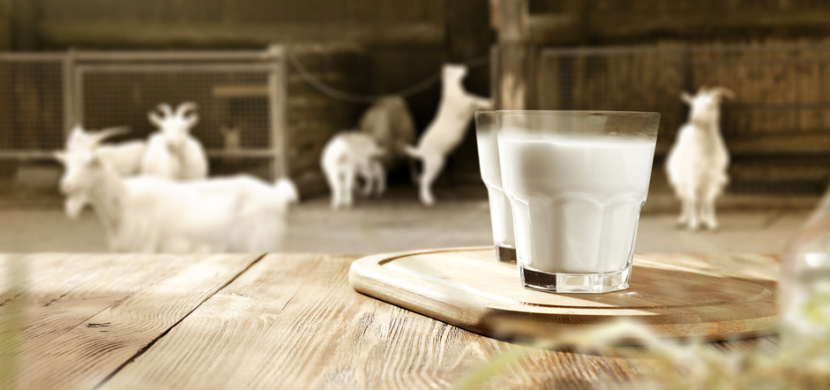 Klíšťová encefalitida z mléka? Ani toto riziko nepodceňujte, na Slovensku se 17 lidí nakazilo ze salašnických specialit