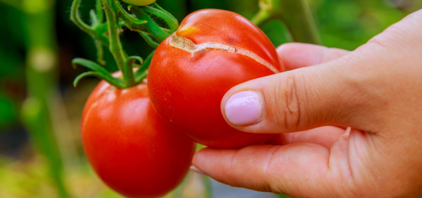 Praskání rajčat: Jak mu zabránit a jak zpracovat popraskaná rajčata?